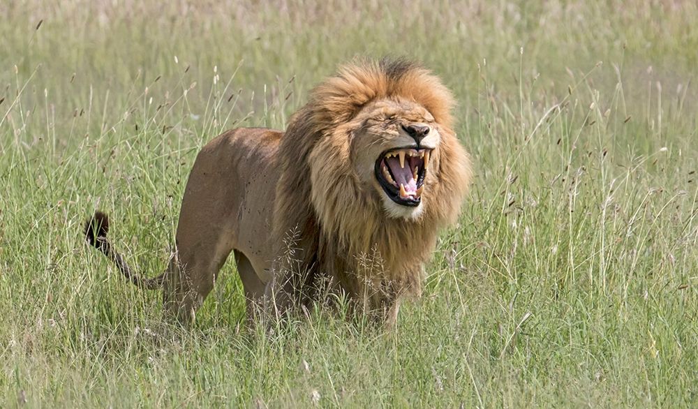 Africa-Tanzania-Serengeti Lion displaying the Flehmen reaction art print by Charles Sleicher for $57.95 CAD